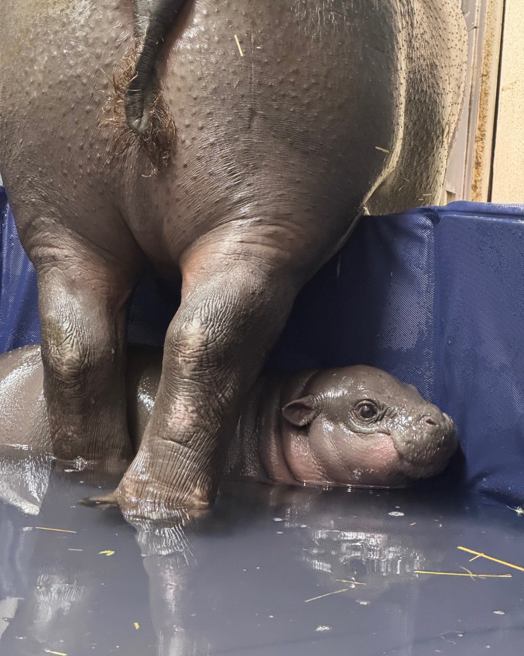 Maple in the pool beside a parent hippo