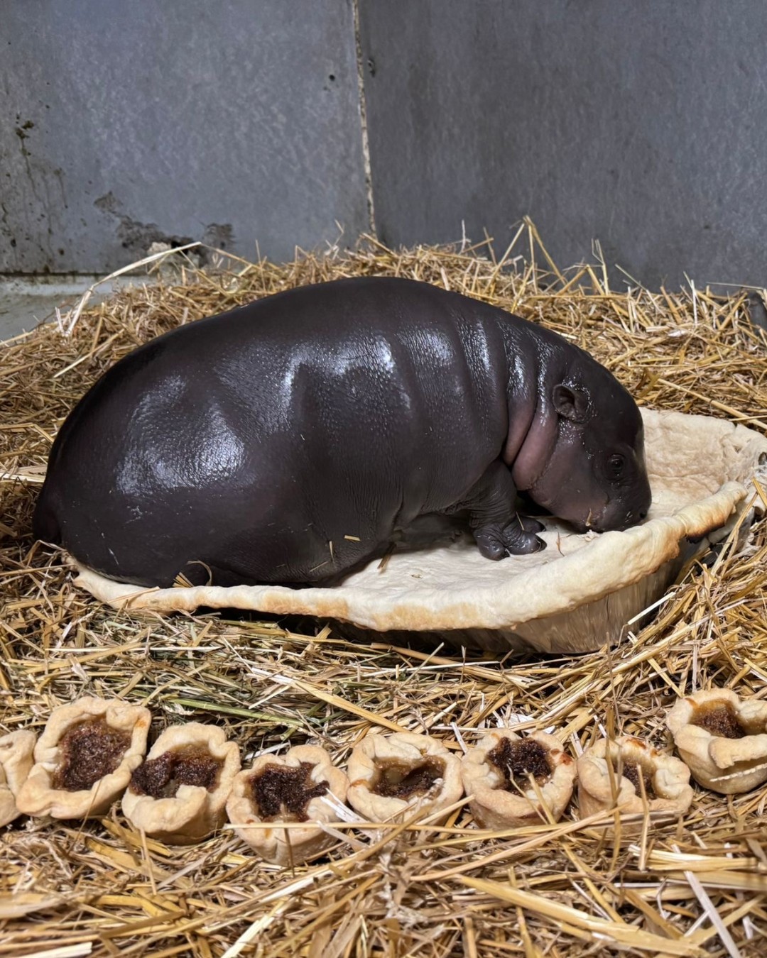 Maple resting on a pie crust with tarts